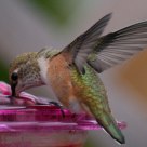 2010 The Hummingbird